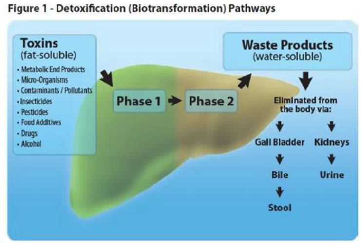 Detox-phase-1-and-2