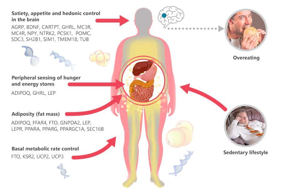 Obesity-Genetics